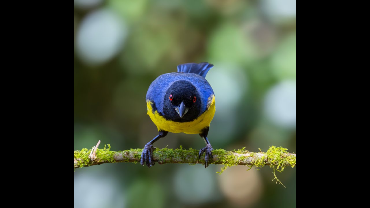 Tanagers & Friends of the Ecuadorian Highlands (4K UHD)