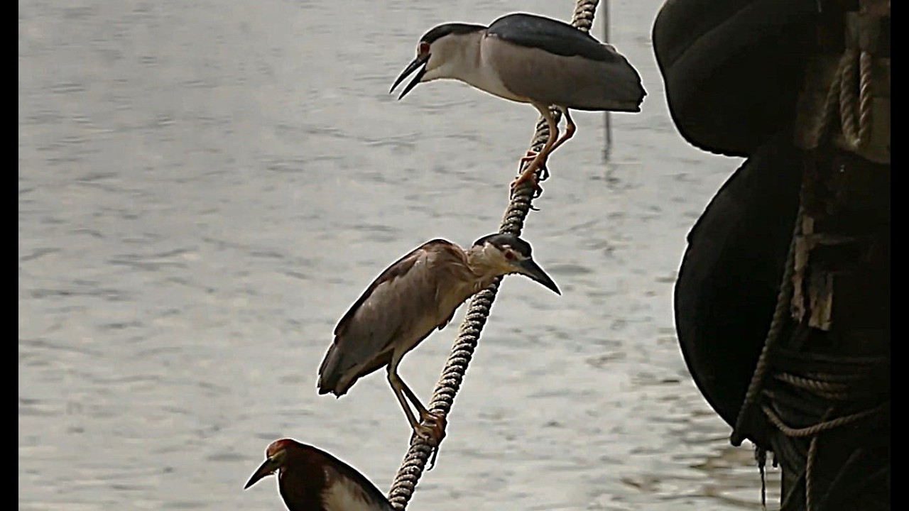 Herons sometimes fight, sometimes stay calm and fish together. 😉