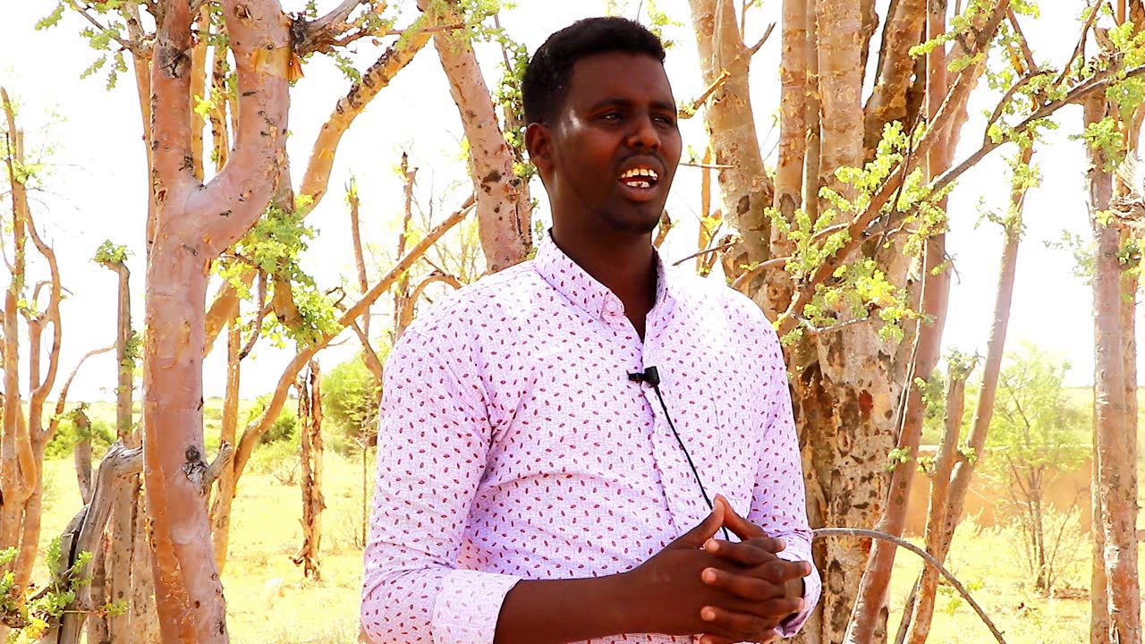 Degmada Ufeyn ee gobolka Bari oo caan ku ah Maydiga, Beeyada iyo Xoolaha