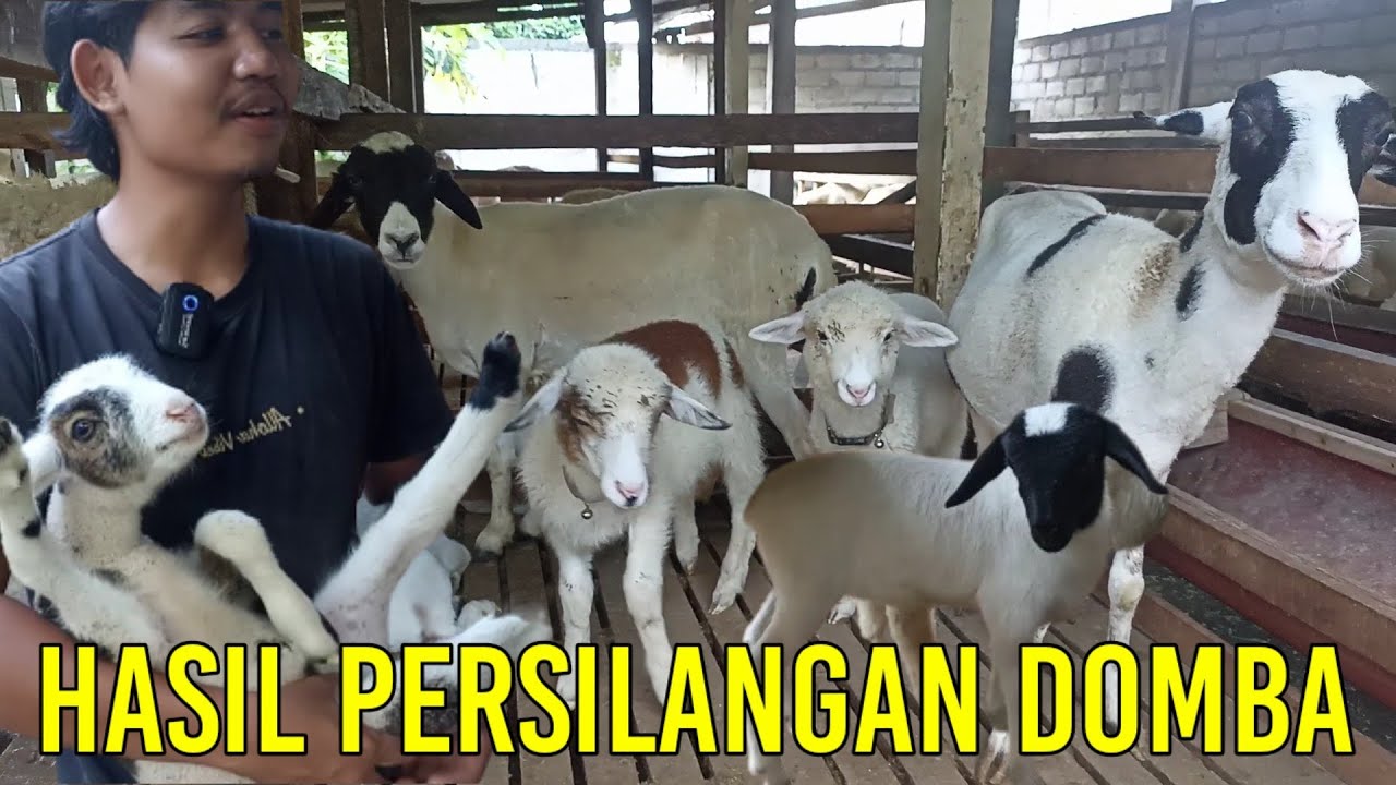 BELAJAR HASIL PERSILANGAN DOMBA DORPER, MERINO, TEXEL BERSAMA KURAWA FARM | MANA YANG LEBIH BAGUS