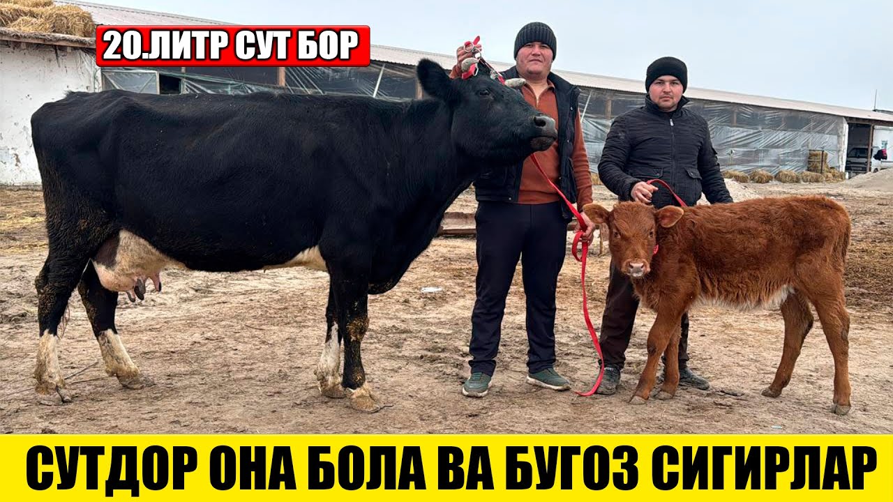 ФЕРМА ХОНАДАН СУТДОР ОНА БОЛА ВА БУГОЗ СИГИРЛАР АРЗОН НАРХДА 31-01-2026