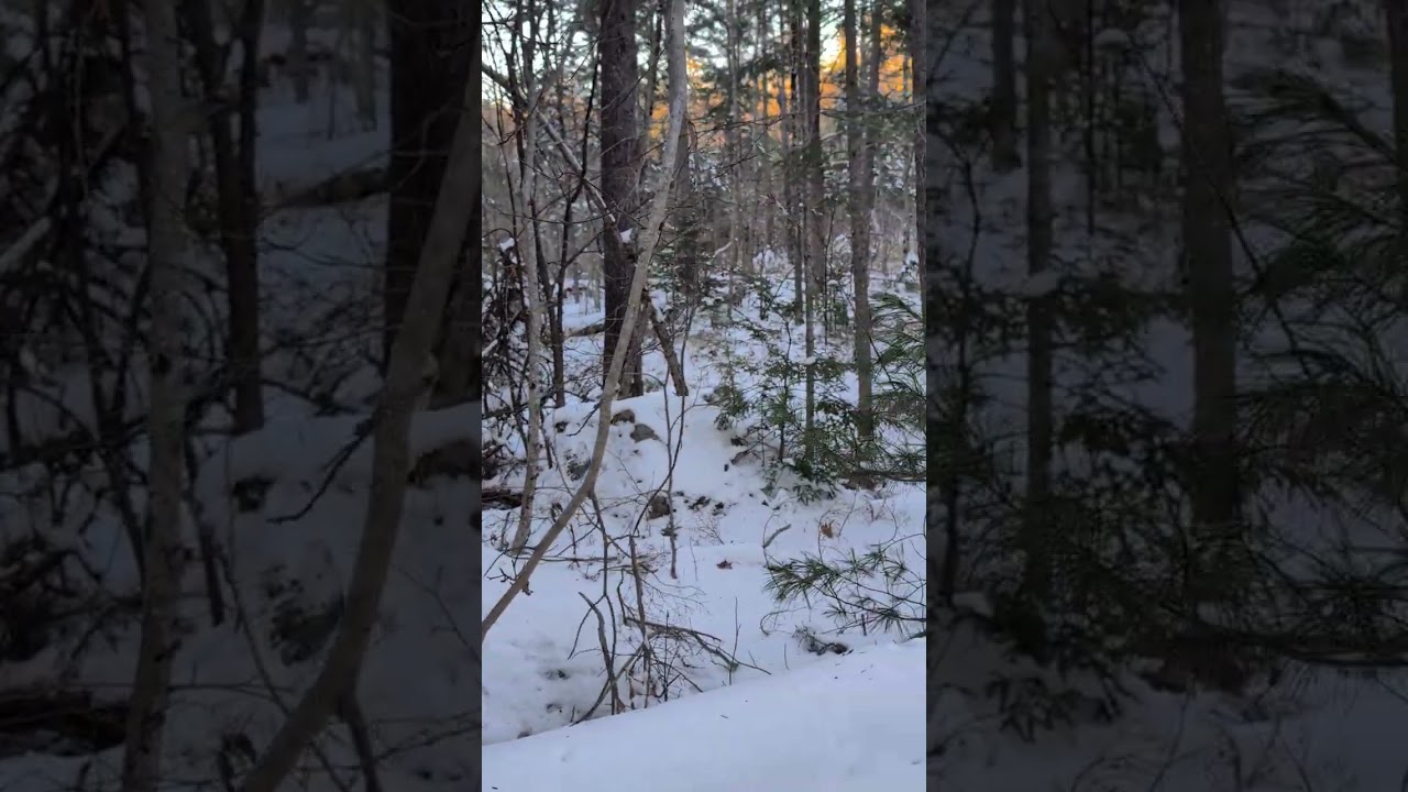 What woodland creature is here? 
