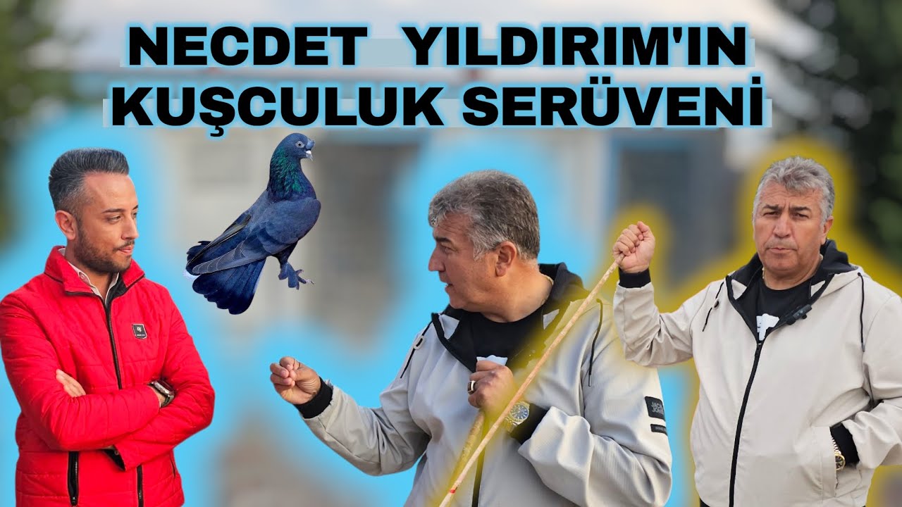 NECDET YILDIRIM (Başkan) Kuşculuk Ser&uuml;veni iyi Seyirler✅️ #keşfet #g&uuml;vercin #shorts #kusculart&uuml;rkiye