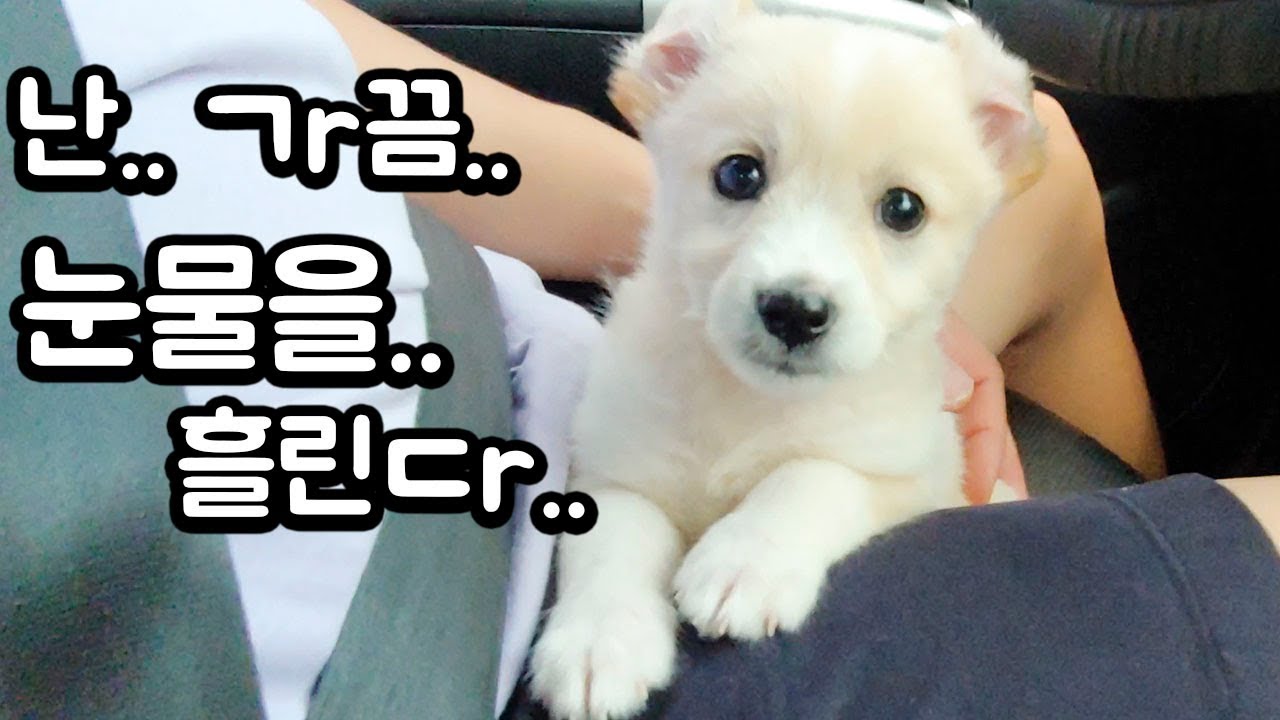 자동차만 타면 오열하는 봉두르ㅜㅜ (high텐션. 여집사) ㅂㄷ16화