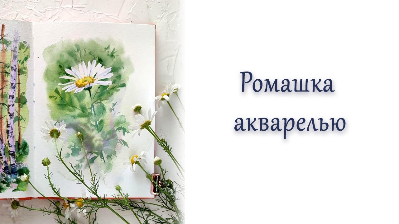 Ромашка акварелью.
