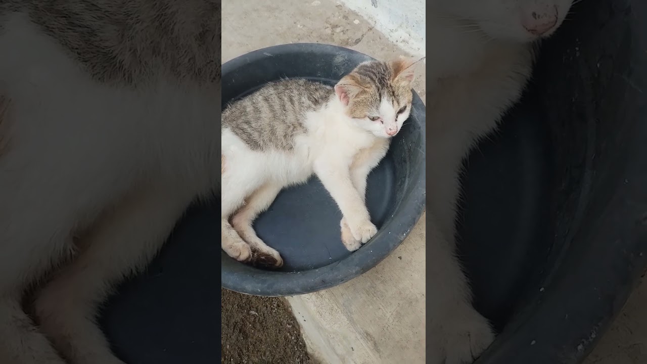 Cat in the basin🥰 #cat  #kitty  #cutecat
