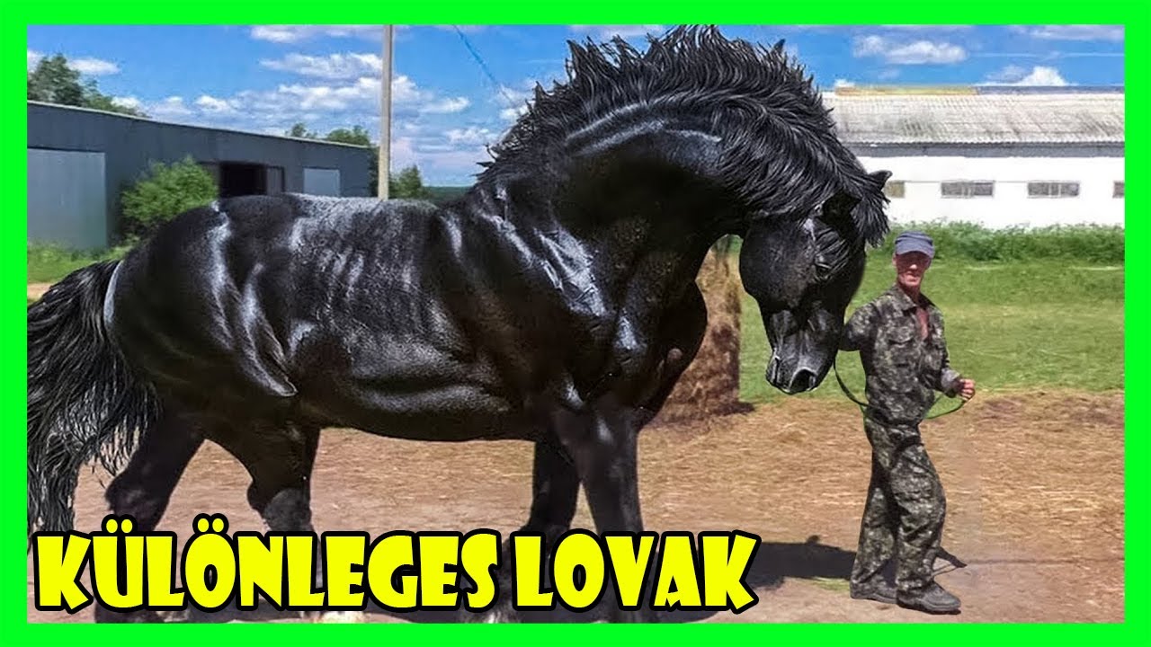 A LEGERŐSEBB LÓFAJTÁK A VILÁGON - TOPLISTA