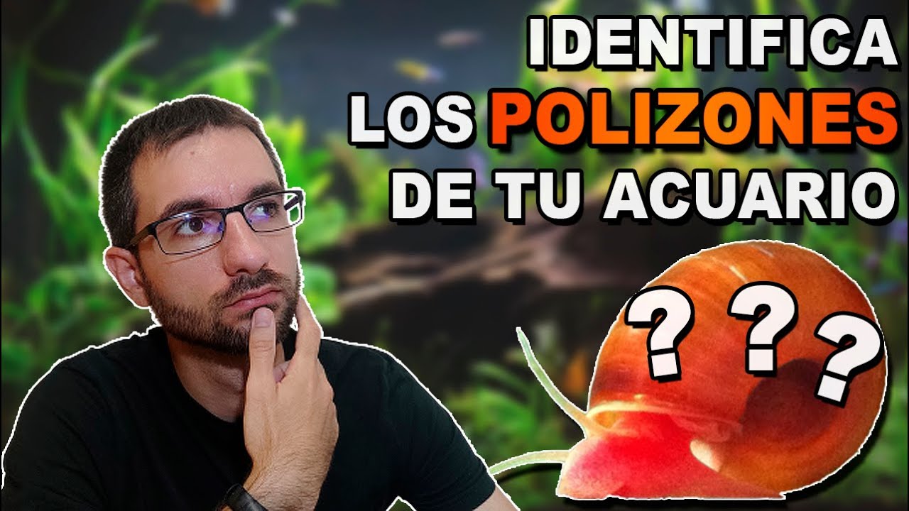 🐌¿Caracoles en el acuario? Descubre cuáles son en 5 minutos