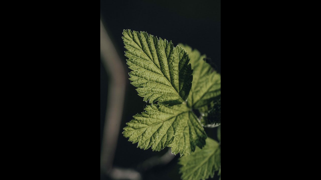 Macro Photography tip using light!