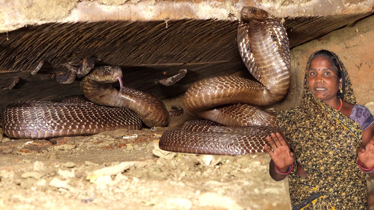 देखिए भयानक काला कोबरा सांप, इस घर में कैसे घात लगाए बैठा था..😱🐍 Dangerous Black Cobra Snake Rescue