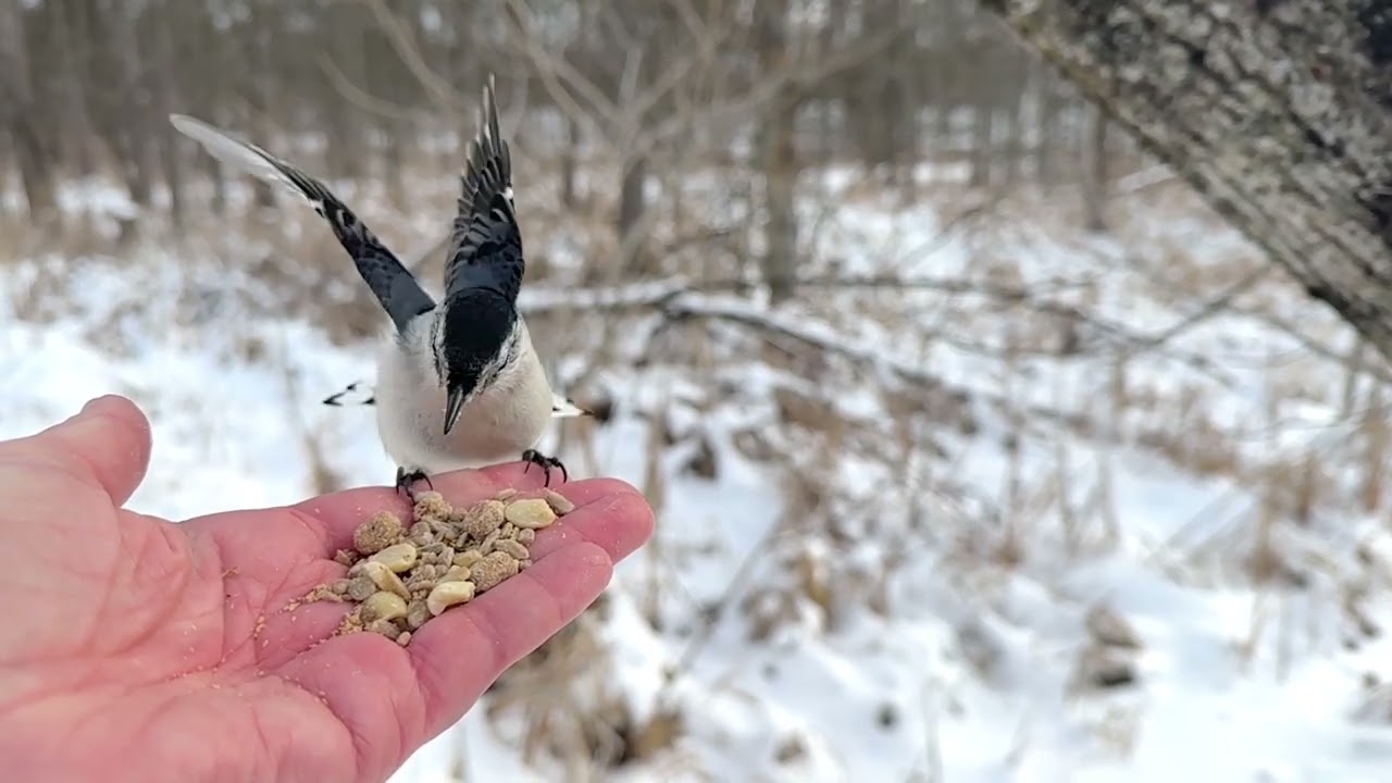 Hand-feeding Birds in Slow Mo - Downy Woodpecker, Chickadee, White-breasted Nuthatch, Tufted Titmice