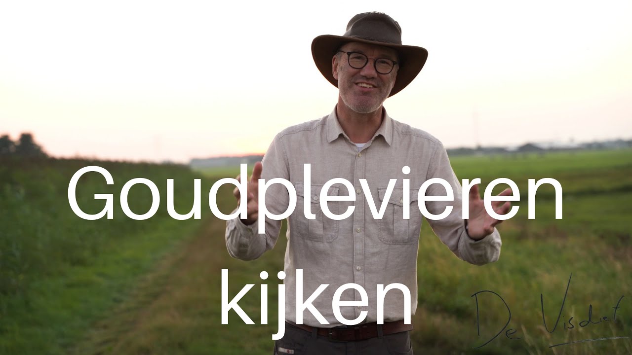 Goudplevieren kijken / Golden plovers #434