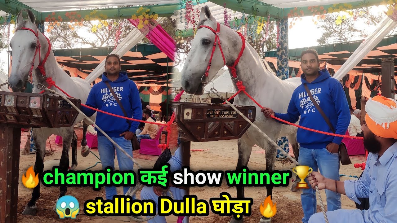 Champion🏆 stallion Dulla आया जगराओं मंडी 2023 | Horse market Punjab🔥horse show |Majuke bloodline🙏