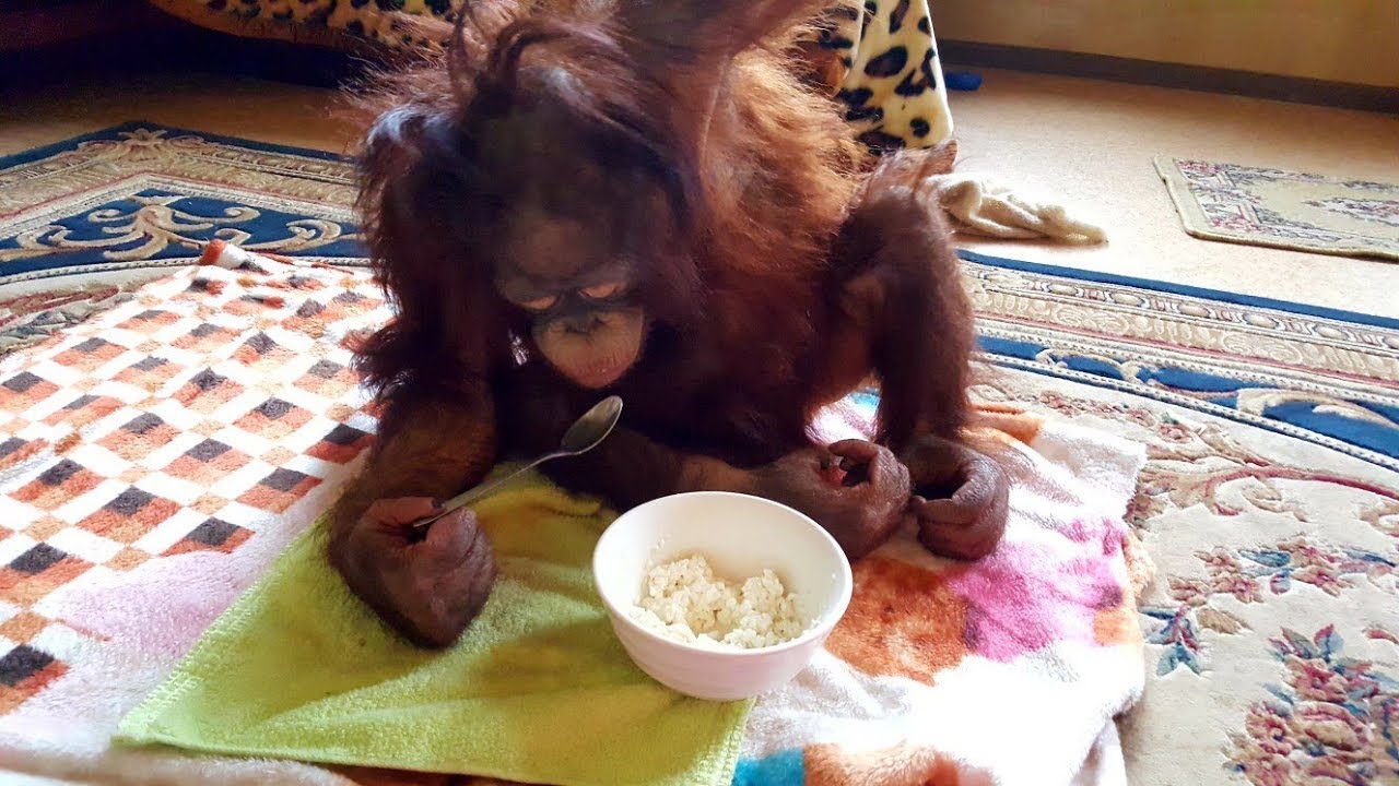 Завтрак с Даной. Парк львов Тайган