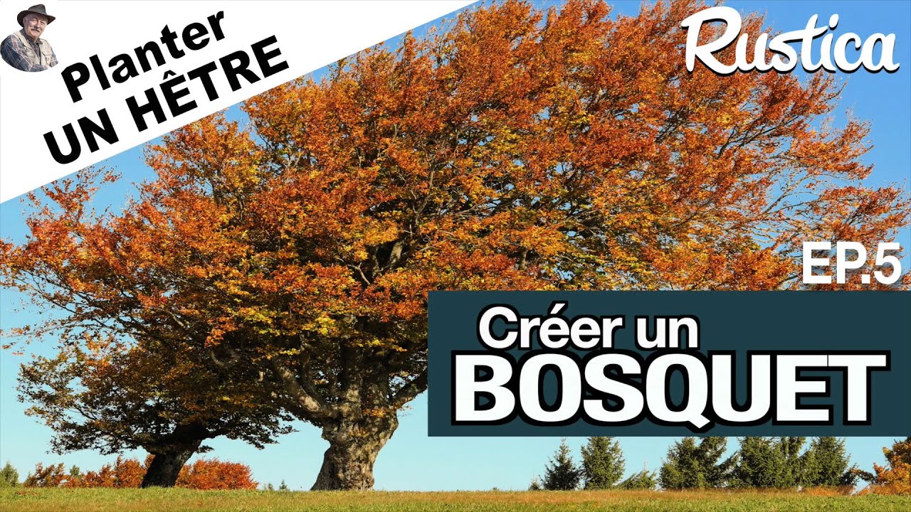 Créer un bosquet – 5 : Planter un hêtre