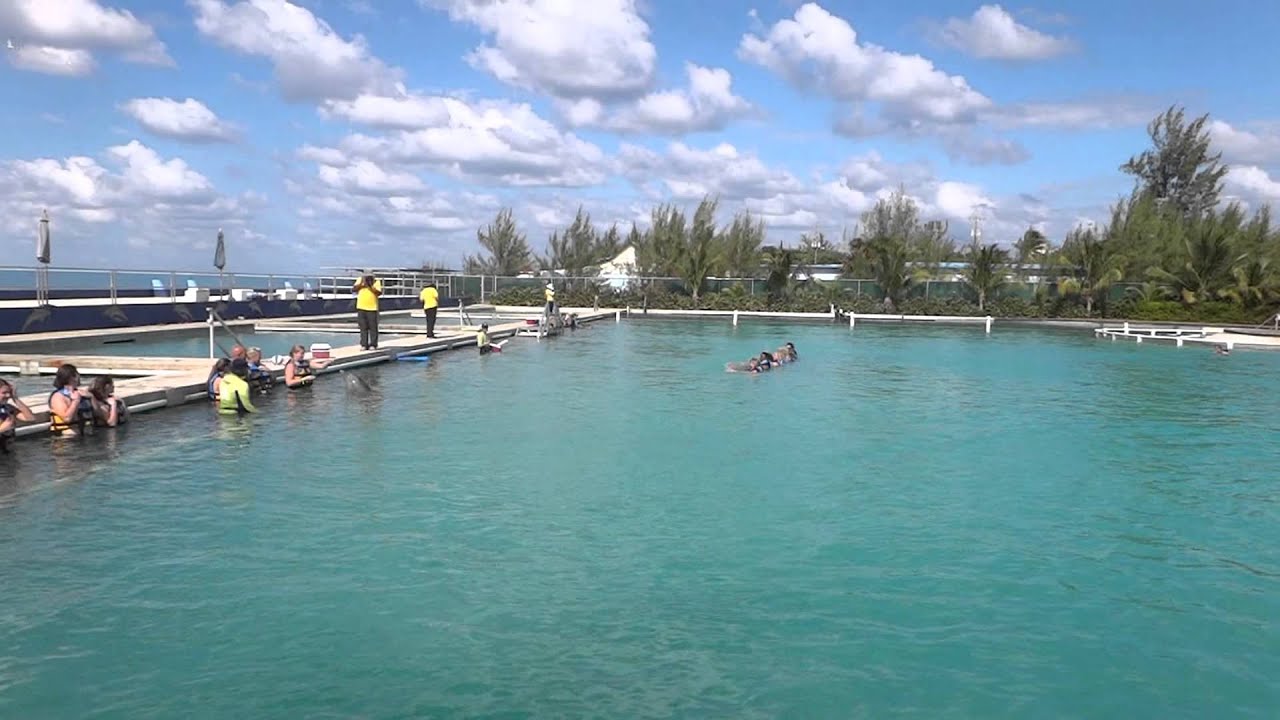 Dolphin Swim Adventure at Dolphin Discovery - Grand Cayman