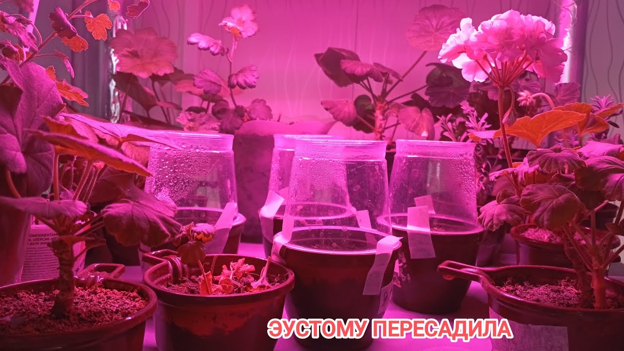 Защита яблонь от мышей. Сноукайтинг на ближнем 