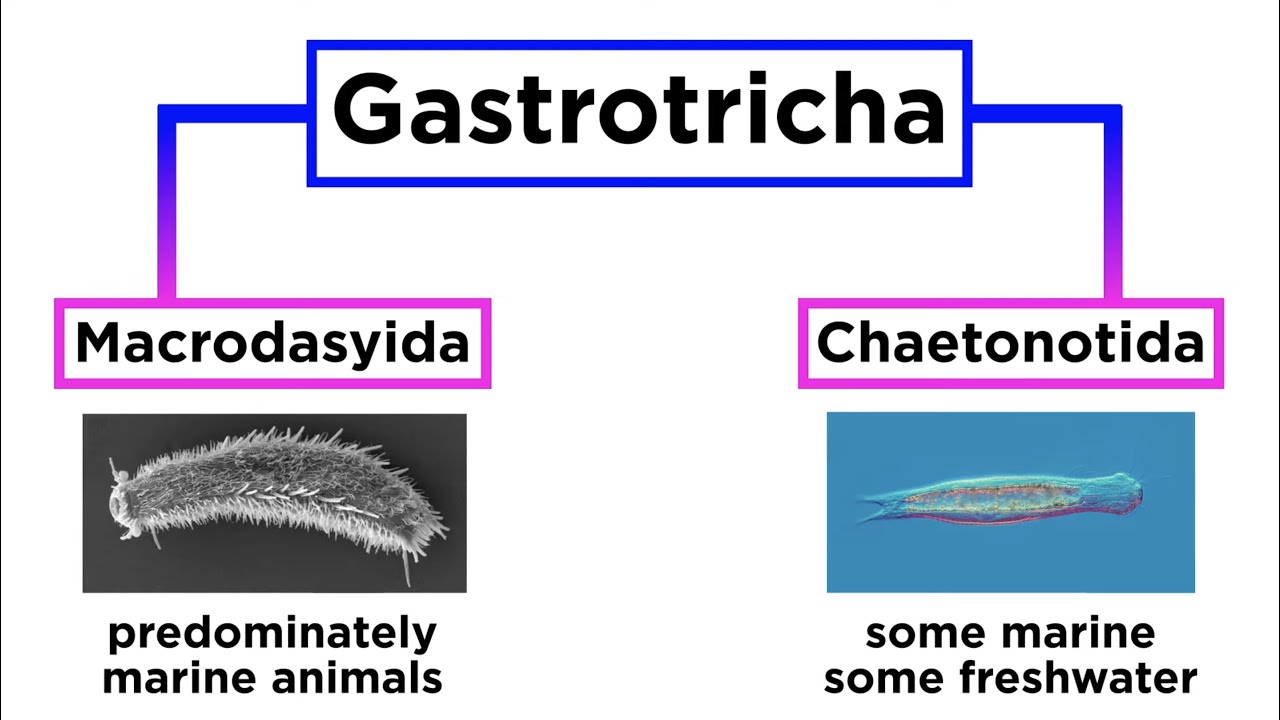 Phylum Gastrotricha: Hairybellies