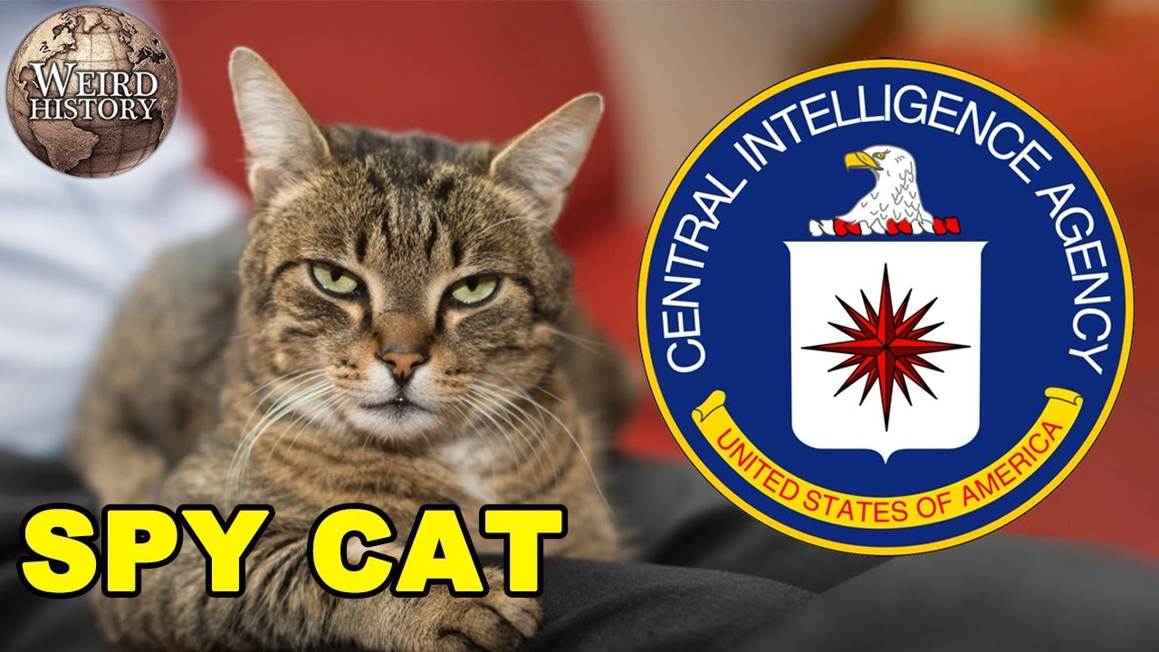 The CIA Once Trained a Cat to Be a Spy