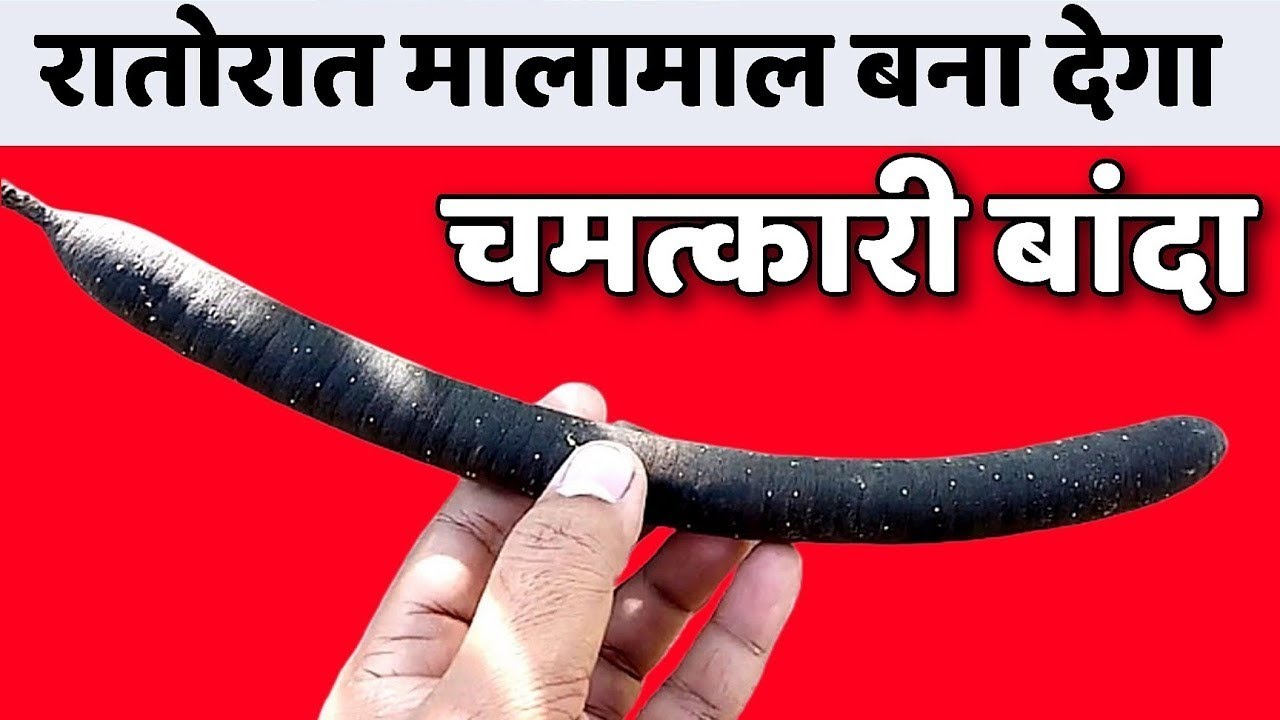 501% गरीबी को जड़ से खत्म कर देगा यह बांदा, घर लाते ही तुरंत देखे चमत्कार//