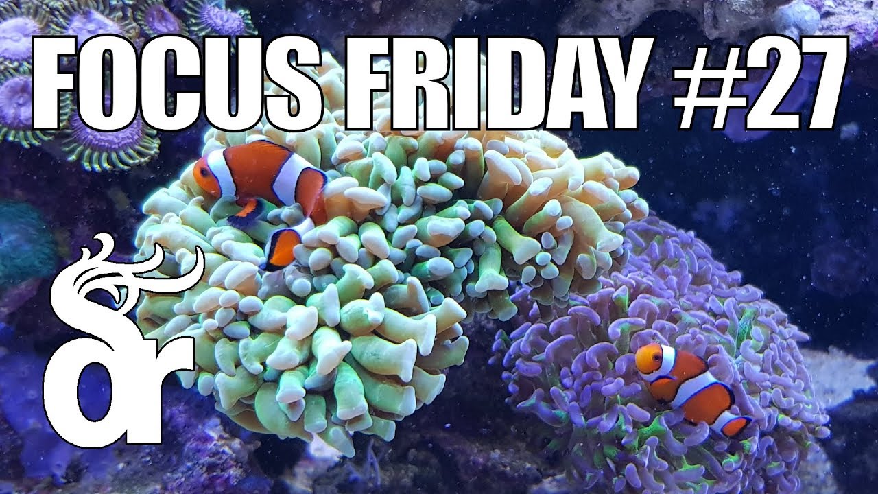FF#27 | Keeping Clown Fish in your Reef Tank