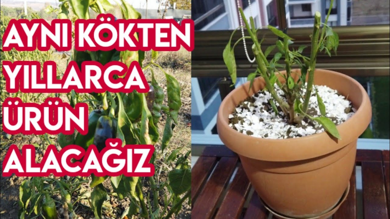 Biber Fidesinden Yıllarca Ürün Alabilirsiniz