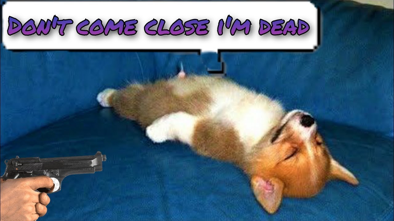 Funny Animals playing dead on finger shot compilation #29