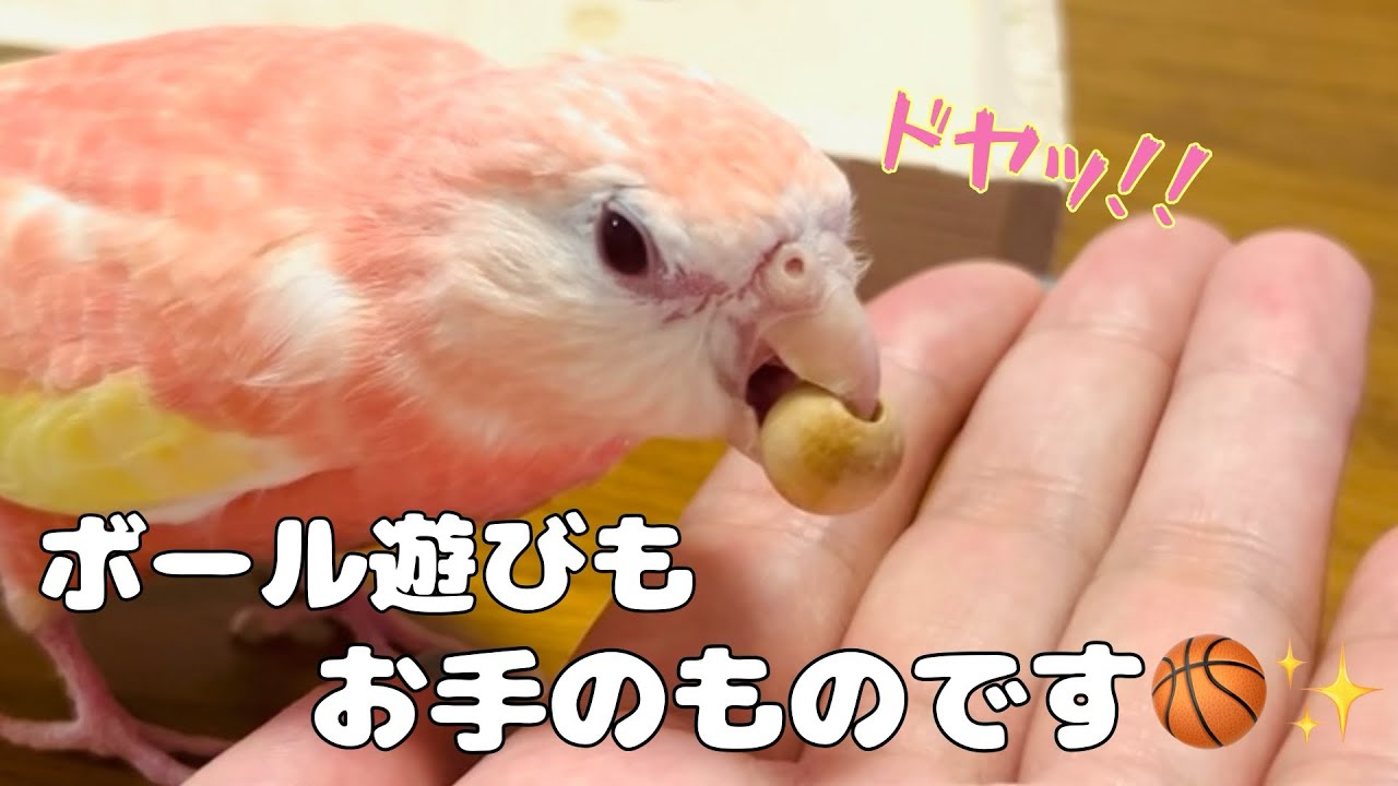 【アキクサインコ】ボール遊びもお手のものっ🏀ドヤ顔も可愛いアキクサインコ🐥🩵