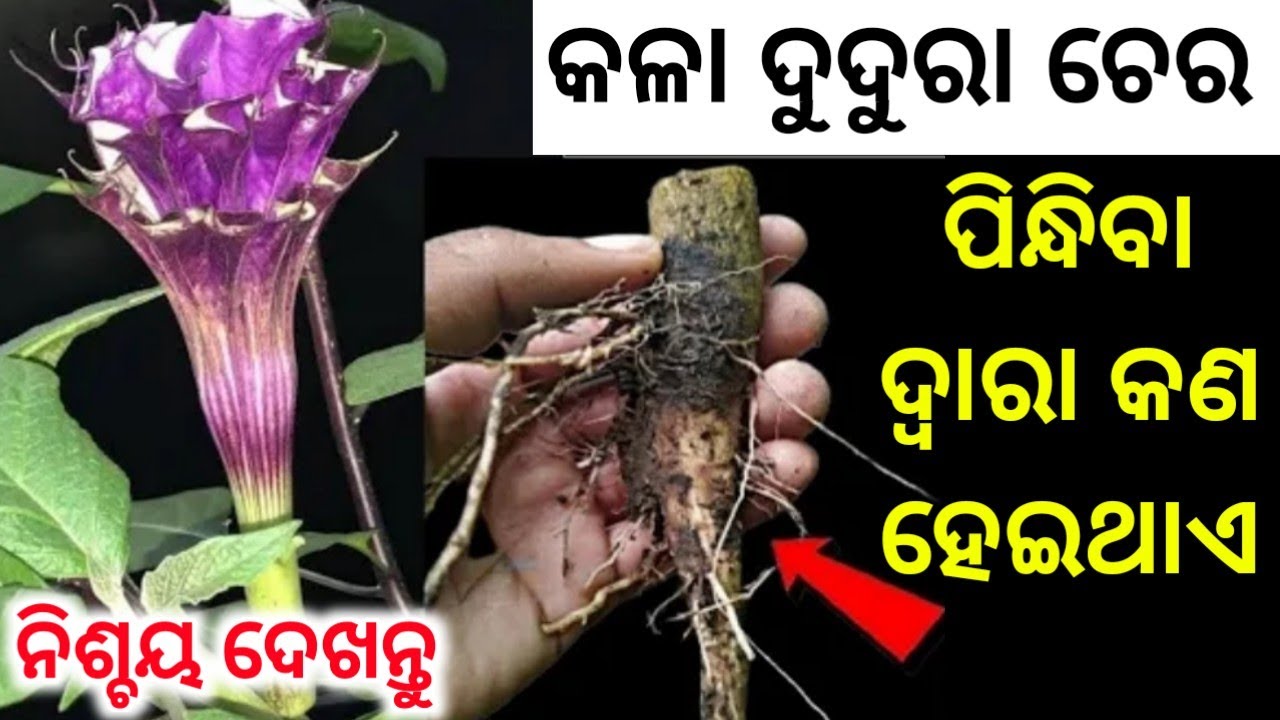 କଳା ଦୁଦୁରା ଚେର କୋଟିପତି କାହିଁକି କରିଥାଏ,ଏହି କଥା କେହି କହିନଥିବେ #Sadhubani#Mot#Anuchinta#odiatipsnatural