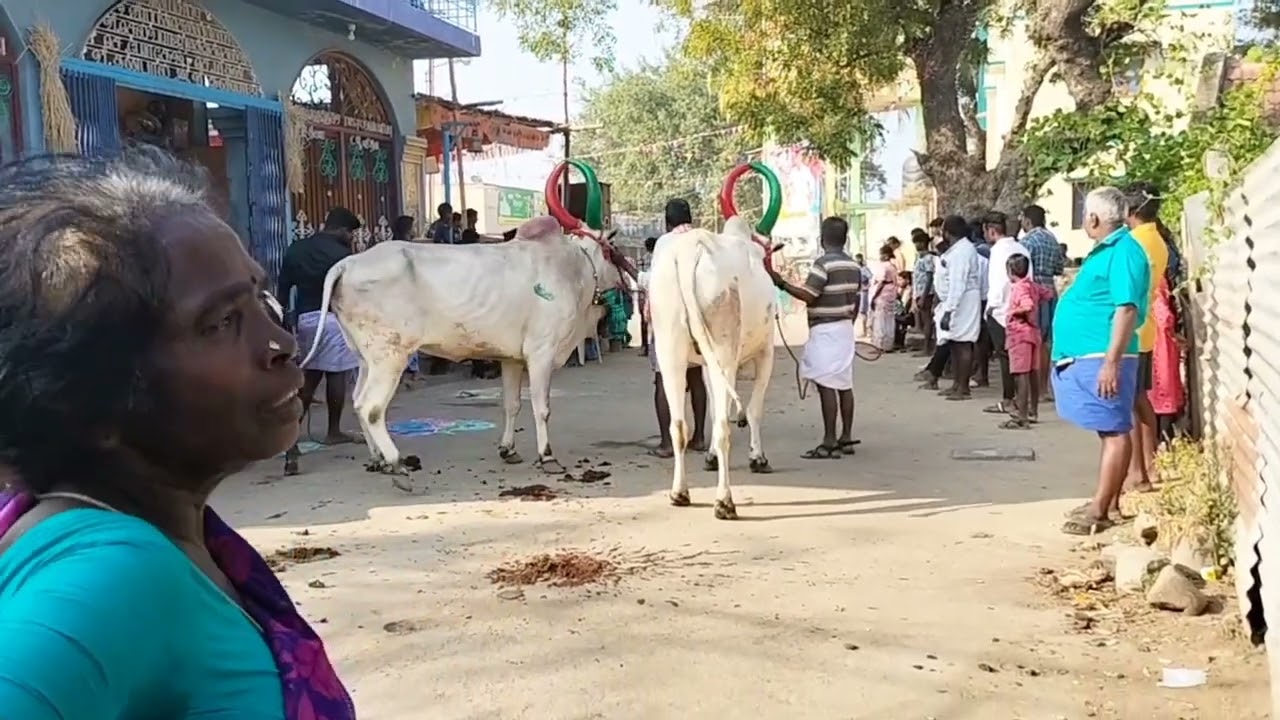 எங்க ஊர் பொங்கல் பண்டிகை கொண்டாட்டம்// அப்பணநல்லூர் கிராமம்