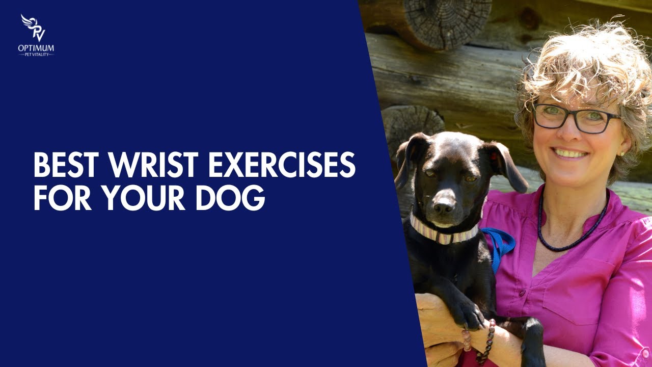 Exercises to Strengthen your Dog's Wrists