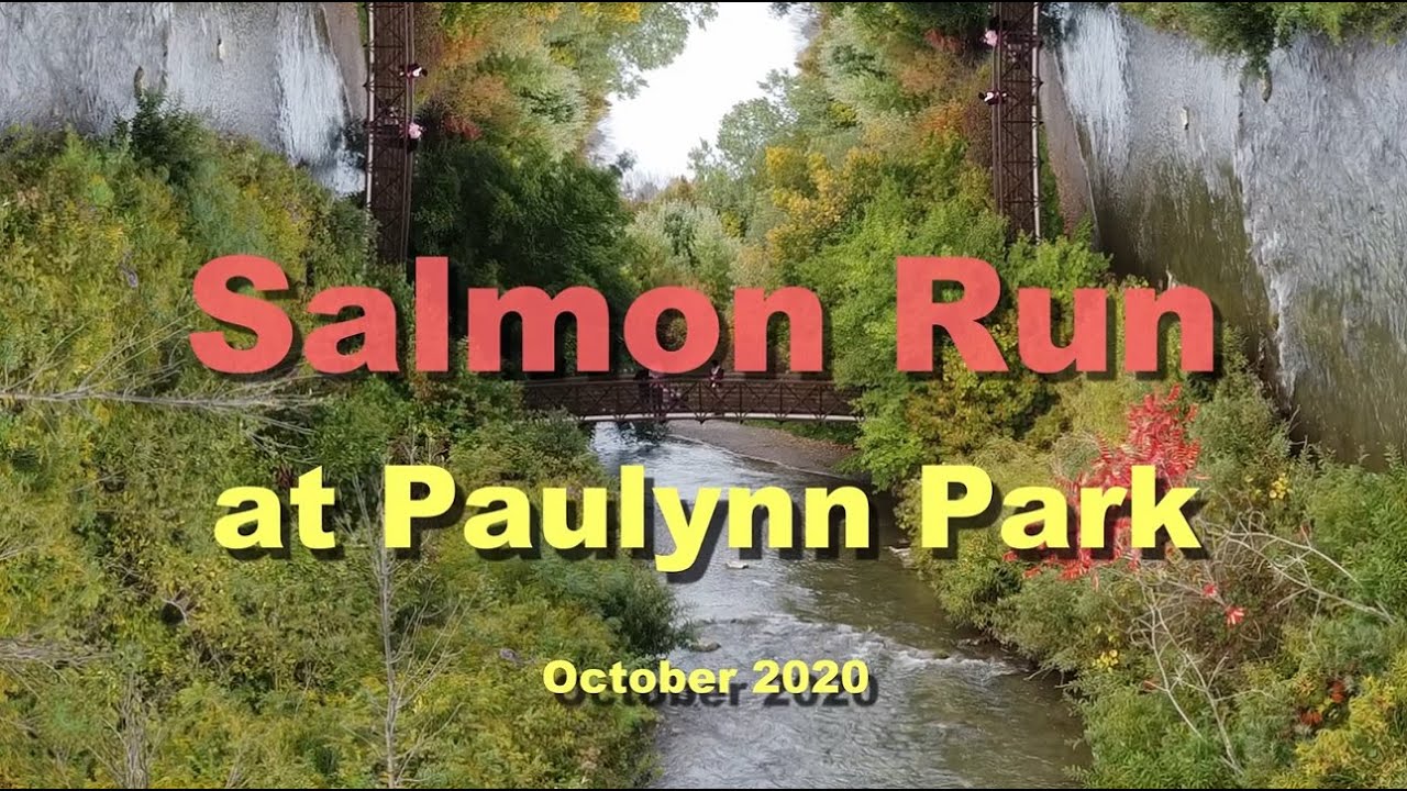 Salmon Run at Paulynn Park