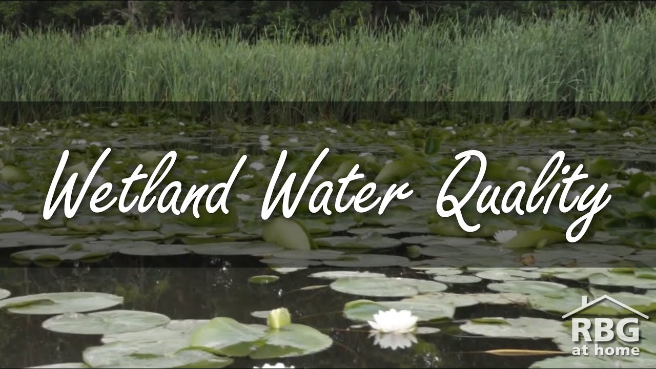 Wetland Water Quality at RBG