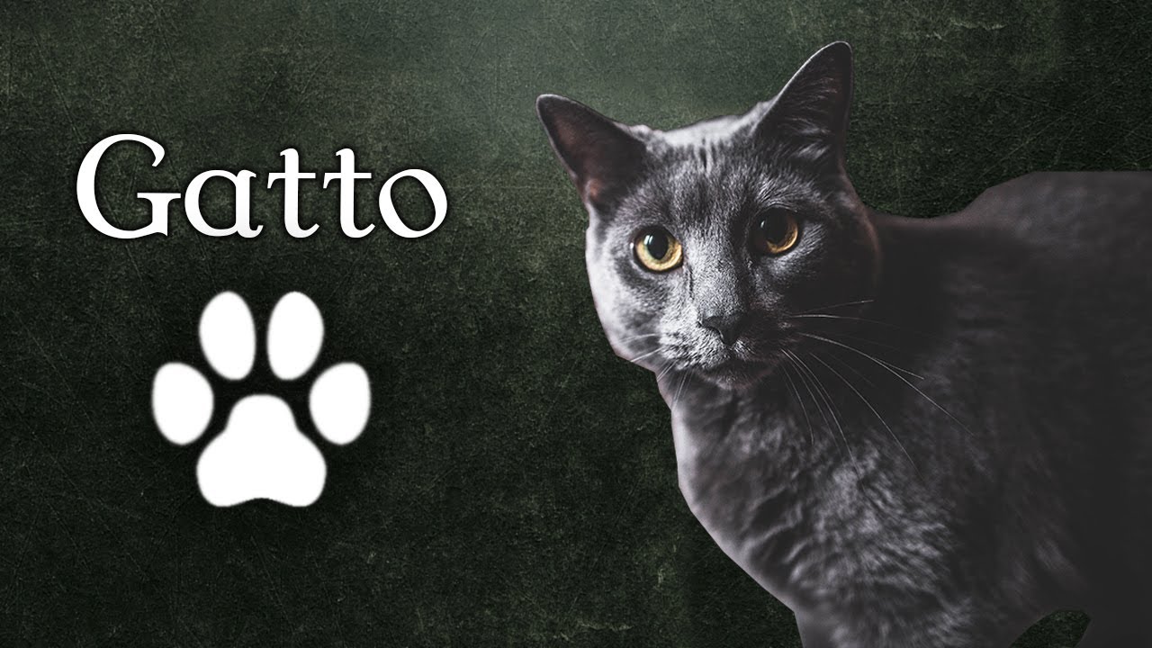 14 - La Magia del Gatto: Simbologia, Sogni e Medicina Sciamanica
