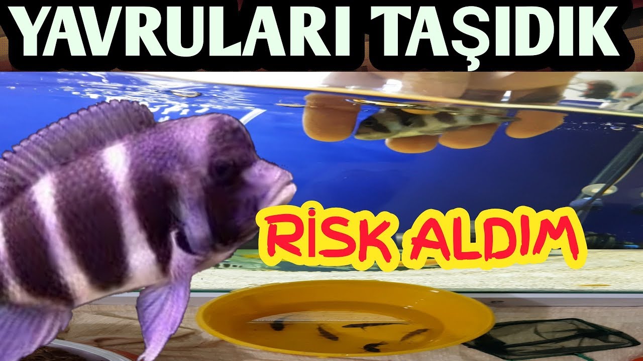 FRONTOZA YAVRULARINI BÜYÜK BALIKLARIN YANINA EKLEDİM, akvaryum balıkları