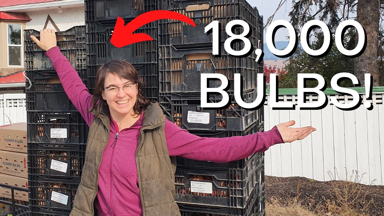I Spent $8600 On Tulip Bulbs 😱  Am I Crazy?