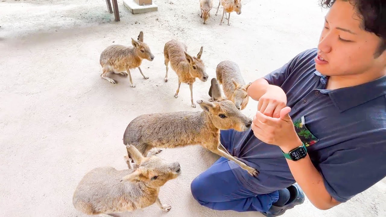 園内の餌やり体験を網羅するといくらかかる？？