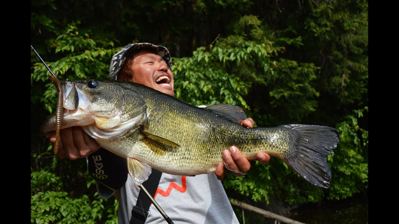 MEGABASS MOVIE #205　琵琶湖ガイド杉村和哉が野池で50アップ連発！！