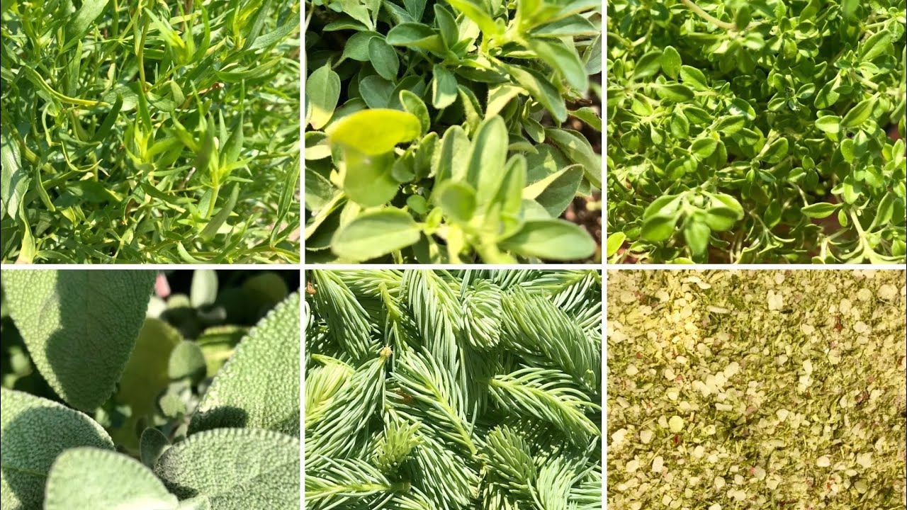 Herbed Seasoning Salt (With or Without Spruce Tips)