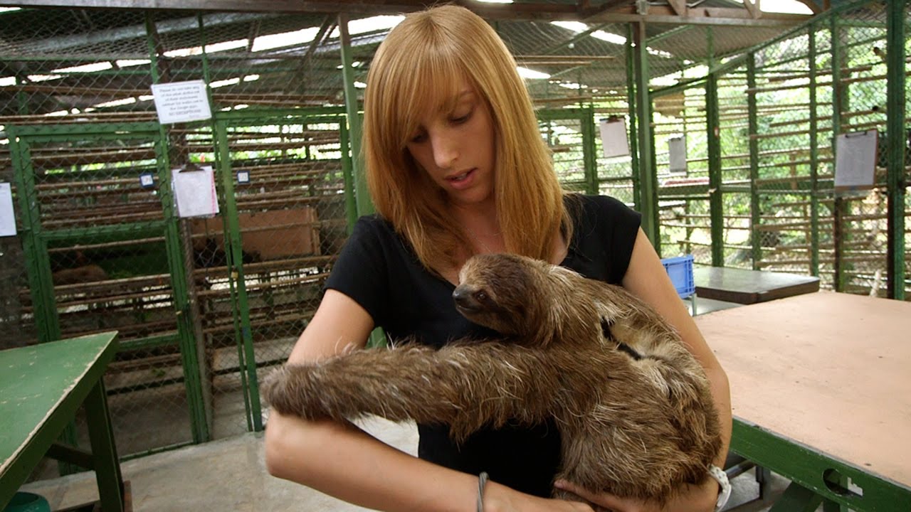 Life of a Sloth Biologist