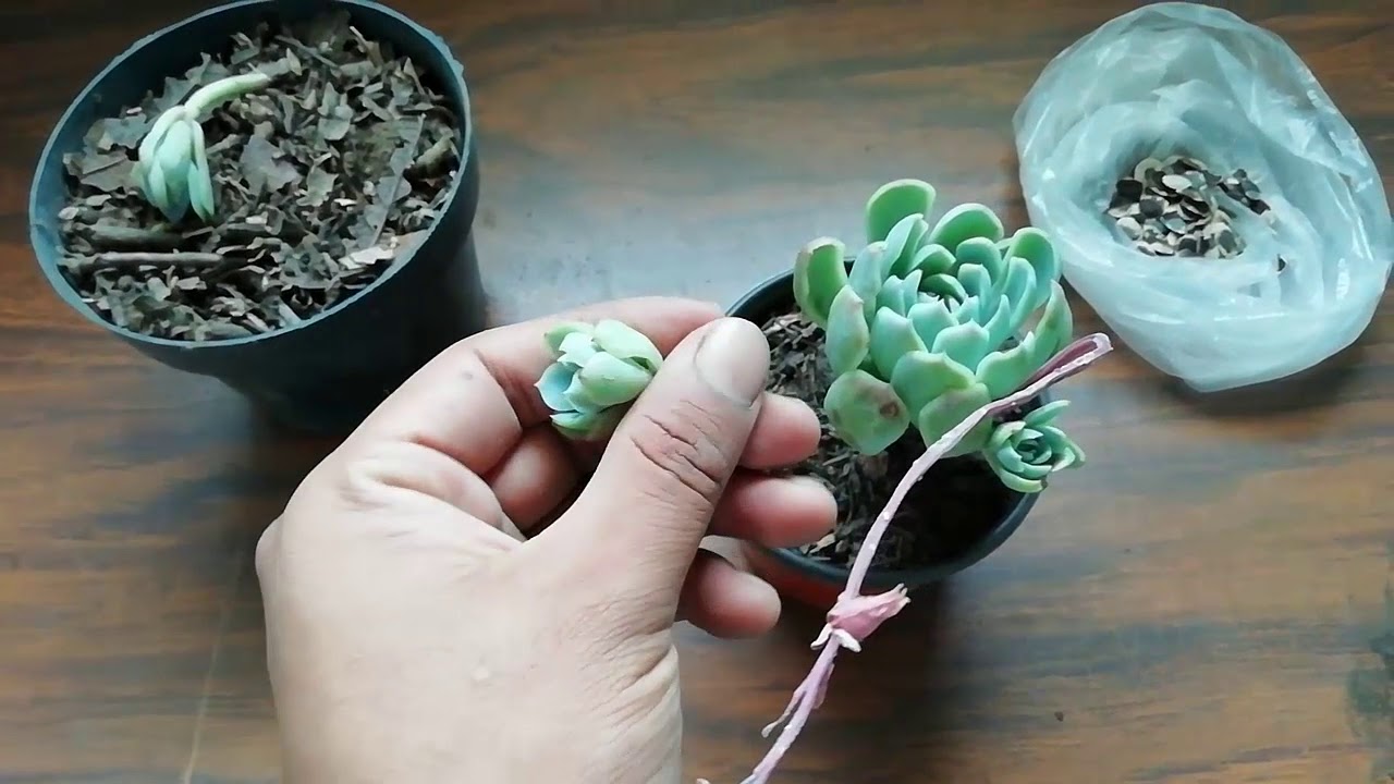 COMO REPRODUCIR ECHEVERIA ELEGANS