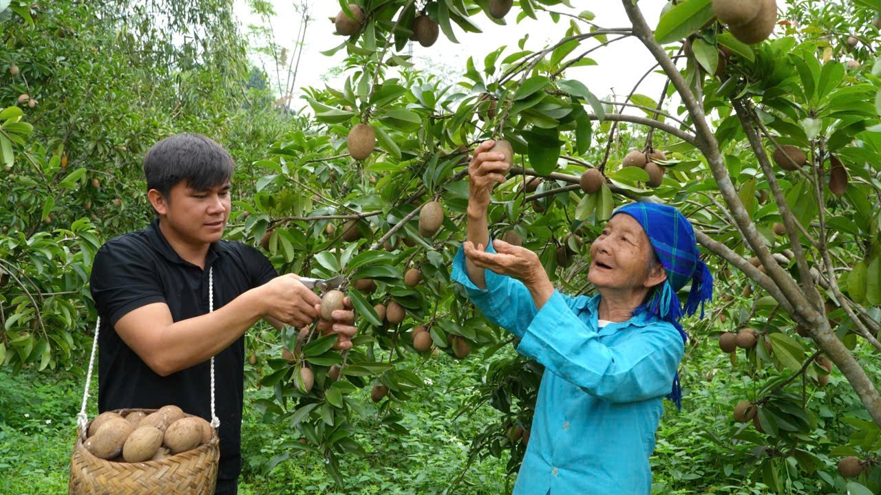 She and Trinh Ho harvested sapodilla fruit together, a childhood memory, to cook a traditional dish.