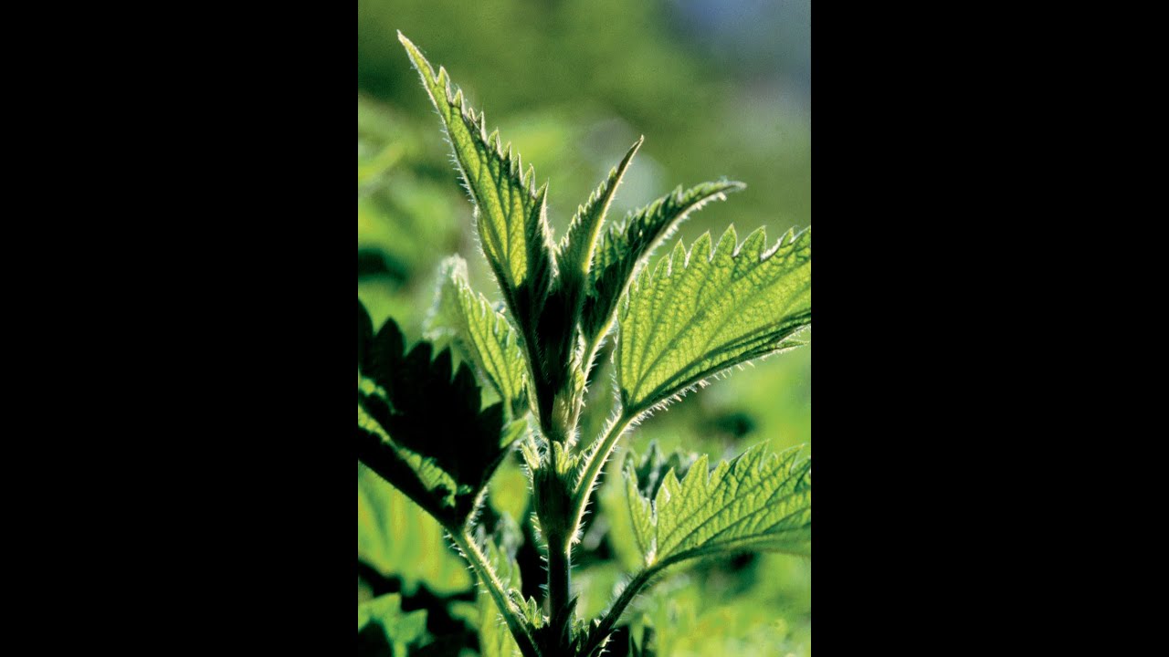 Episode 1   L'ortie et ses cookies