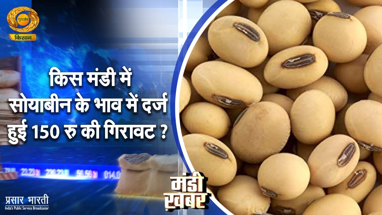 Mandi Khabar | मंडी खबर: किस सब्जी मंडी में सोयाबीन के भाव में दर्ज हुई 150 ₹ की गिरावट ?|11/02/2026