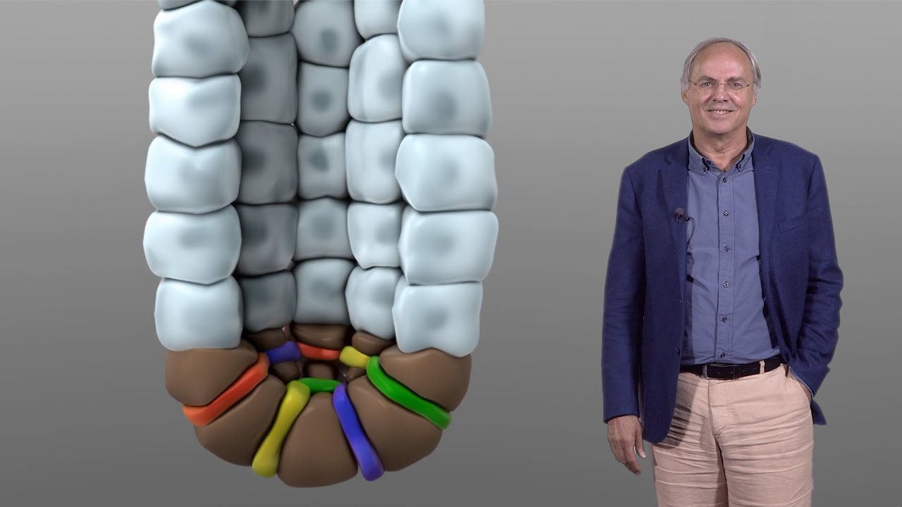 Stem Cells of the Intestinal Crypt