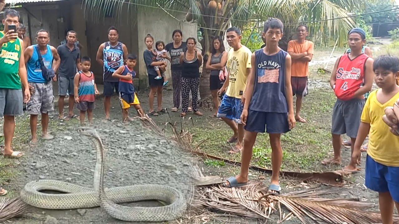 COBRA NAGBAHAY SA ILALIM NG KAMA SA BAYAMBANG, PANGASINAN | JTG Kamandag