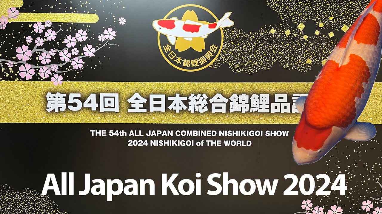 The 54th All Japan Koi Show 2024 - Part 1 "Amazing Koi!"