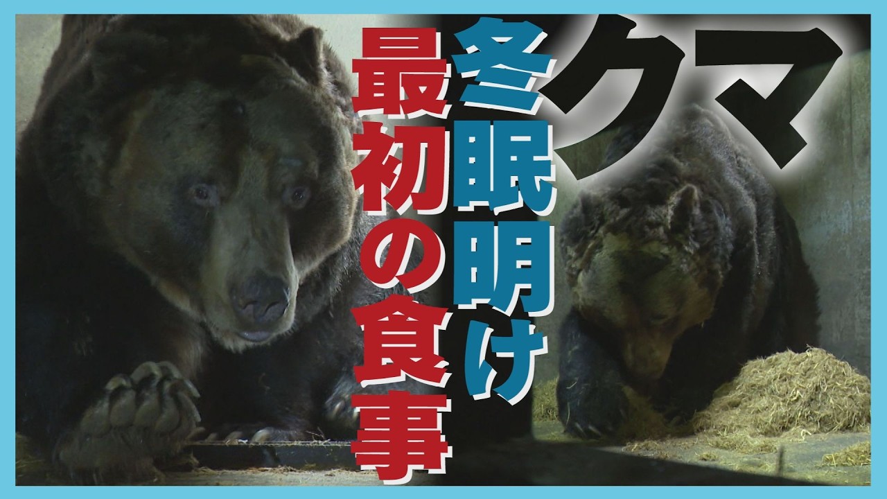 冬眠明け“最初の食事”の様子「久しぶりの興奮状態」飢えたヒグマの行動は…北海道