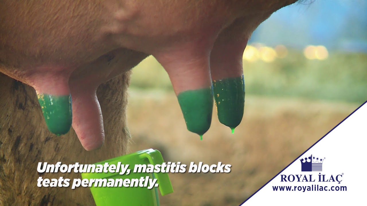 Protect your cows from mastitis using MASDISIN HERBAFILM post- milking teat dip / Royal ilac