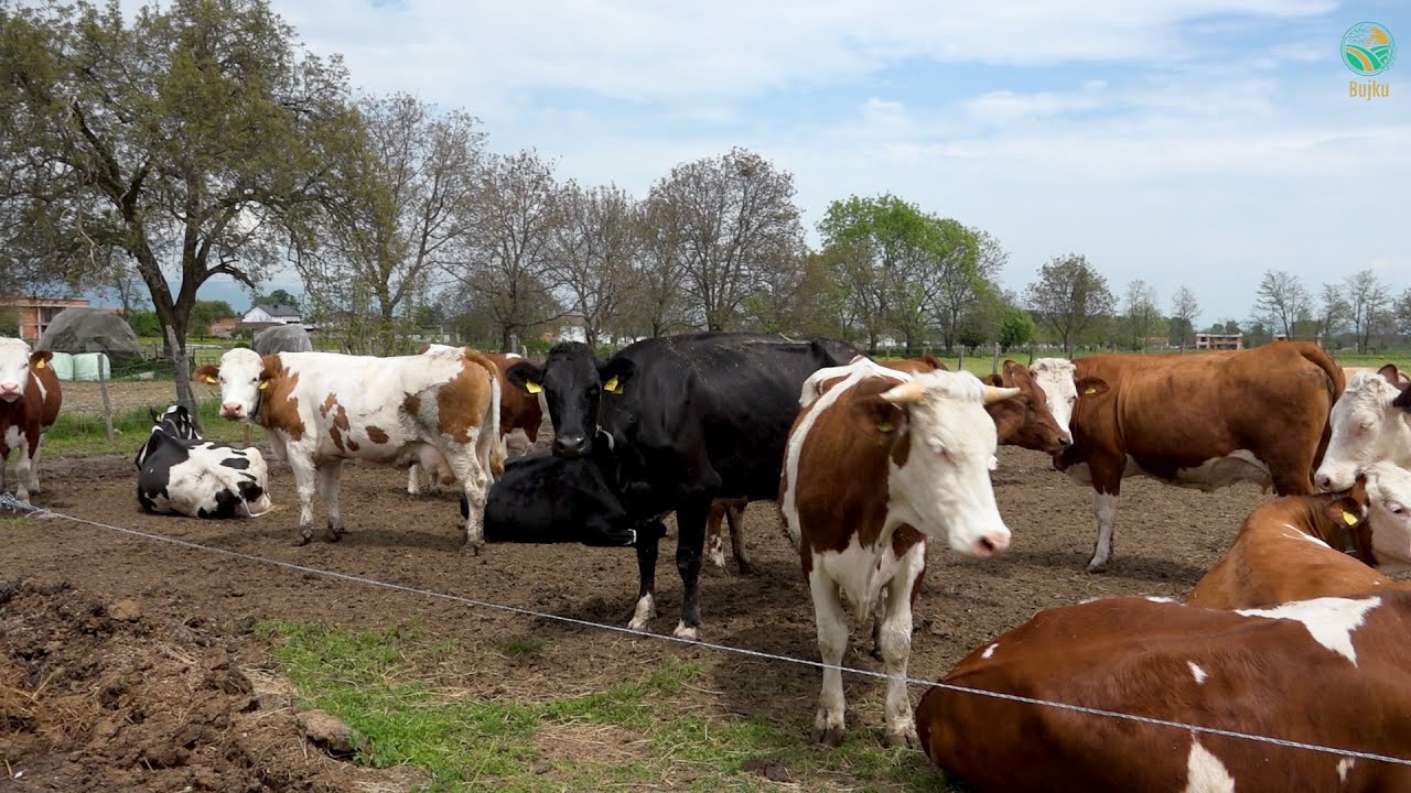BUJKU &ndash; Ne ferme 45 gjedhe, 22 mjelen, mesatarja 22 kg per lope. Pronari i kenaqur me prodhim